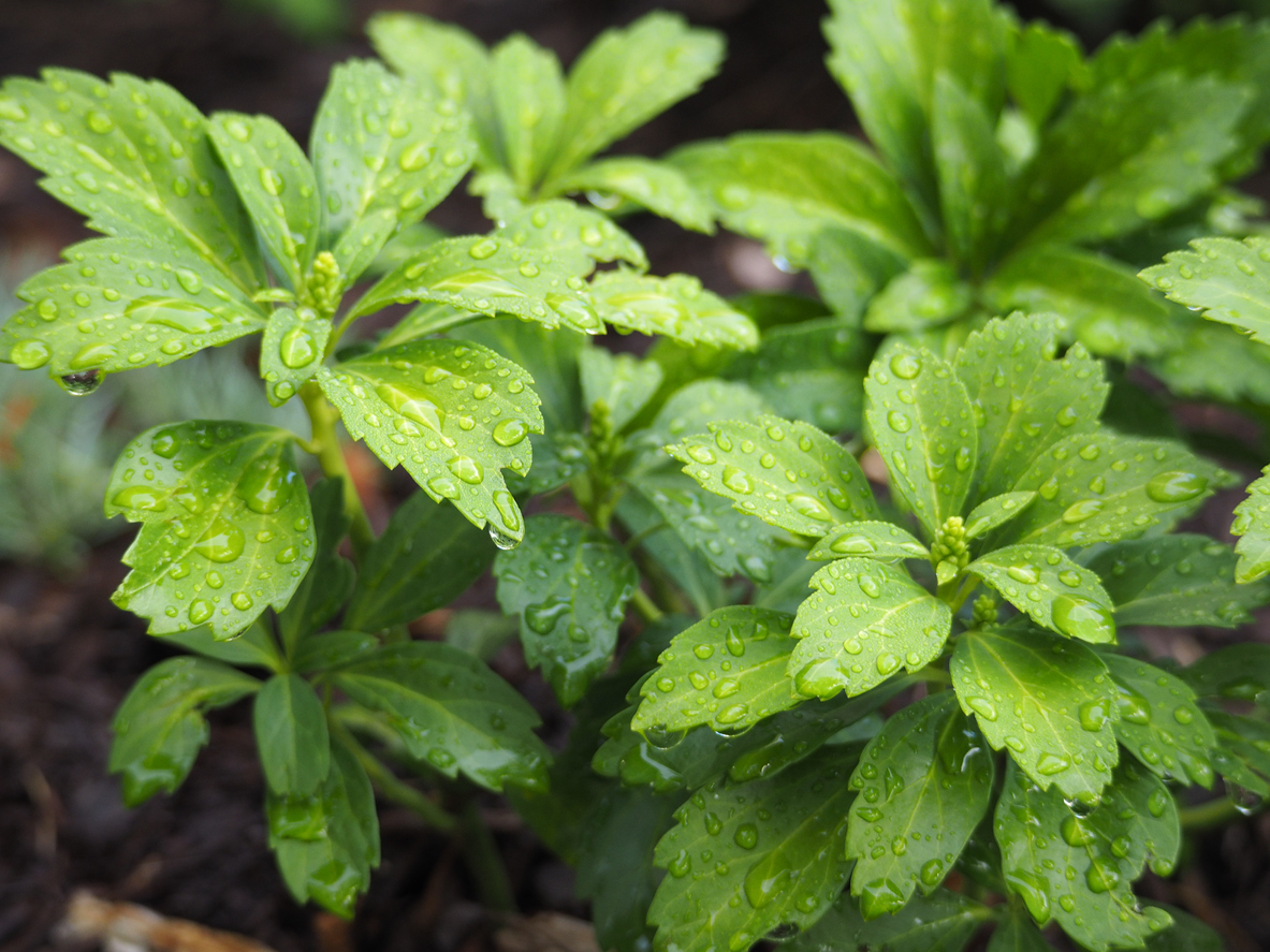 The Best Plants for Erosion Control: Pachysandra