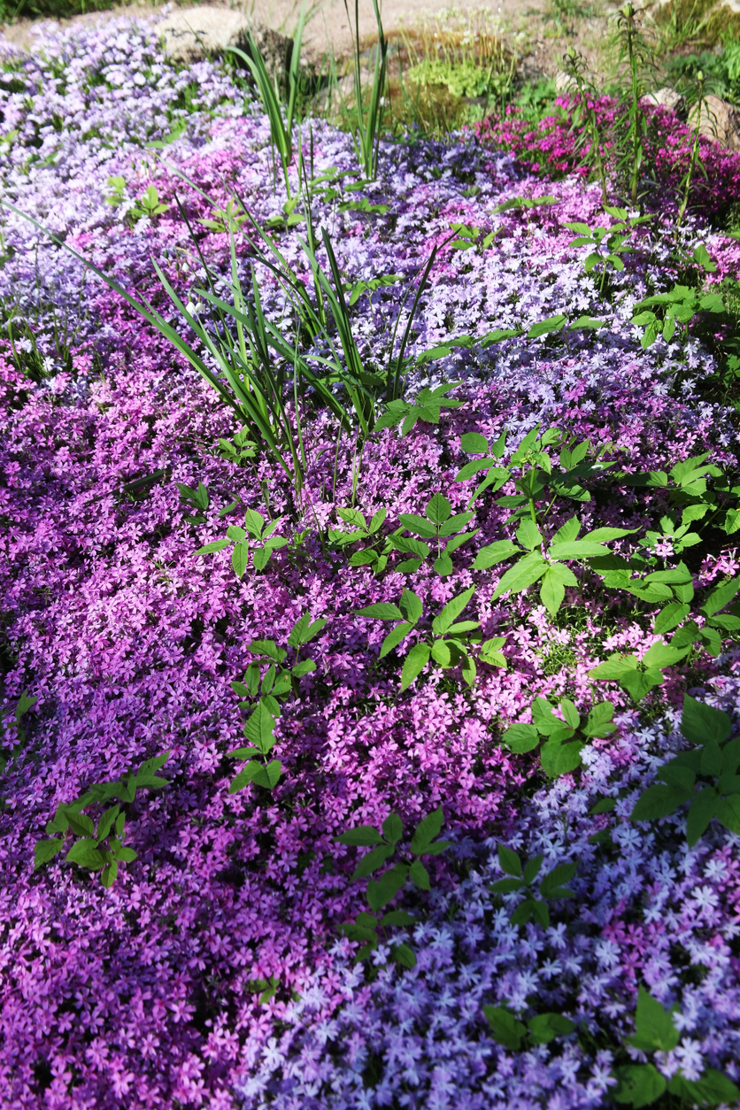 The Best Plants for Erosion Control: Creeping Phlox