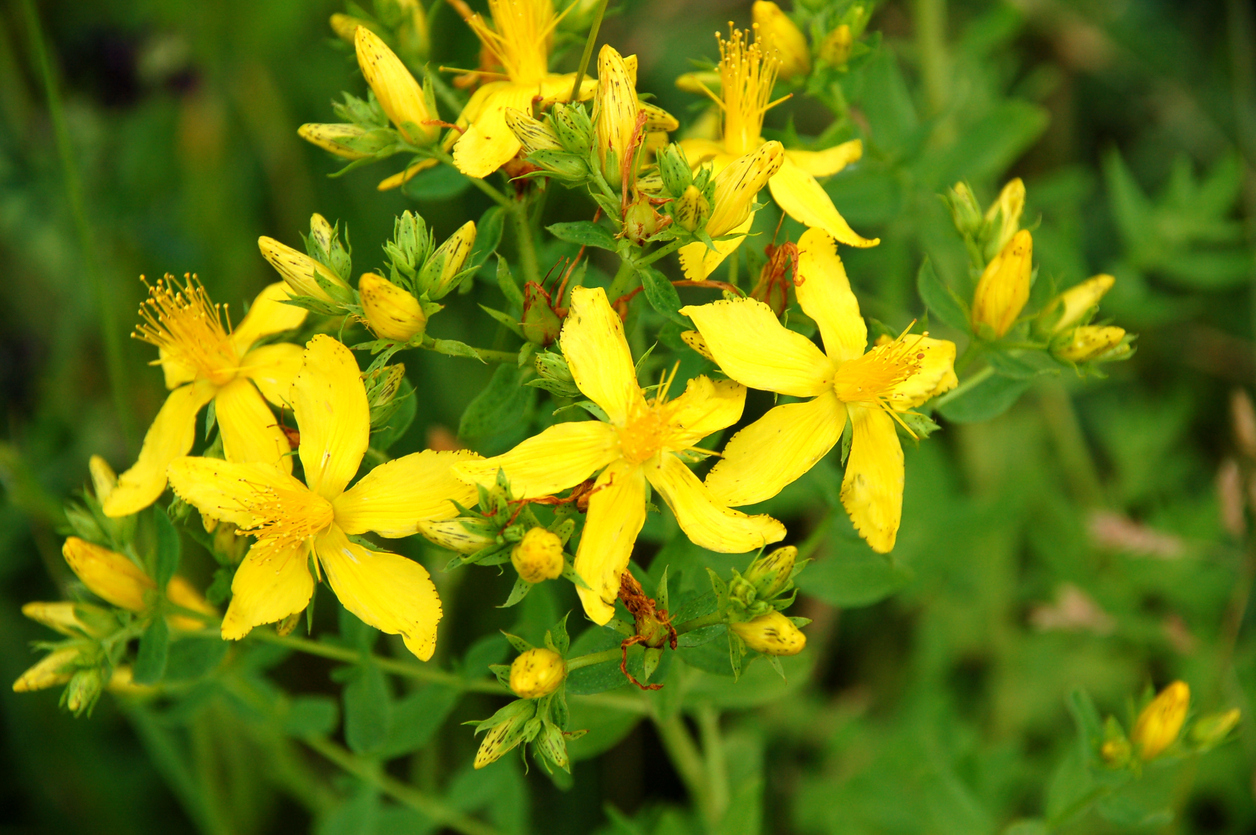 The Best Plants for Erosion Control: St. John's Wort