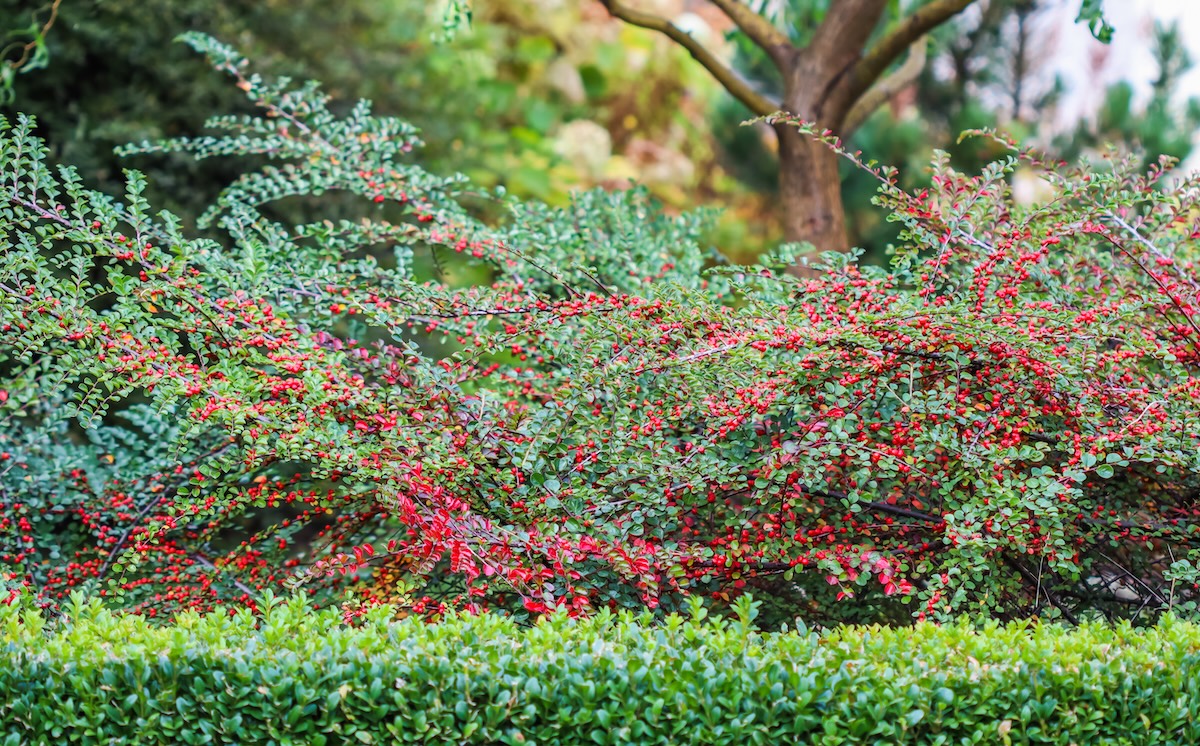 Red berries growing on a Cotoneaster plant. 