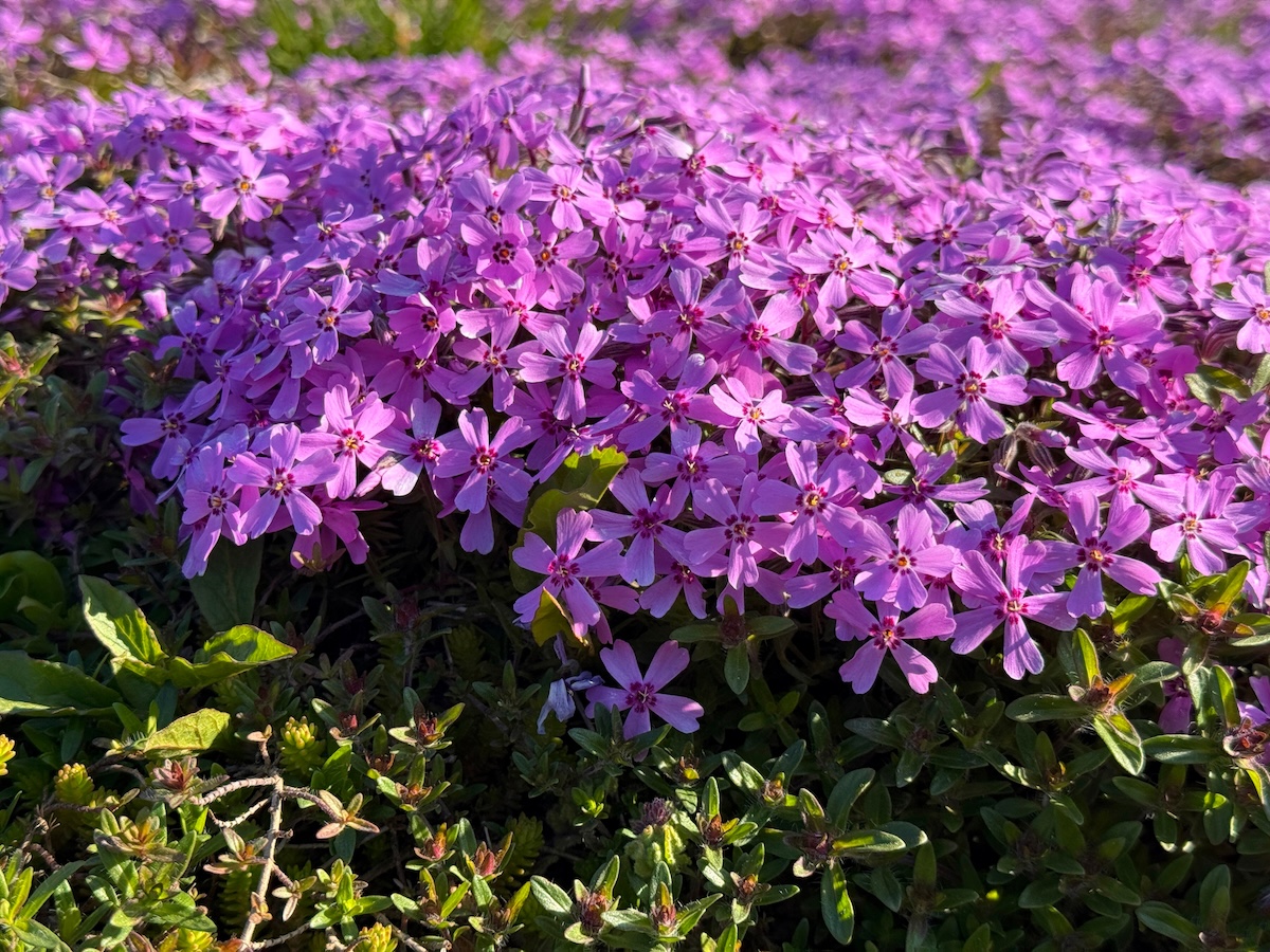 Bright pink Creeping Phlox on a sunny day. 
