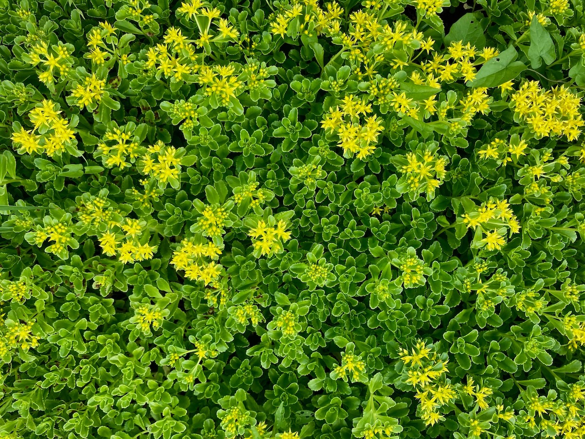 Patch of bright green Creeping Sedum.