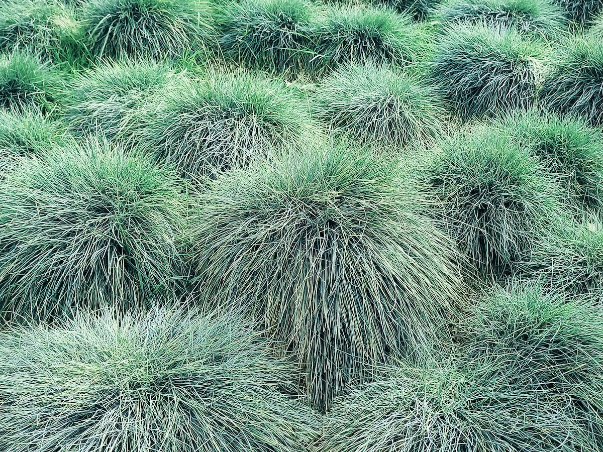 Blue Fescue plants planted next to another. 