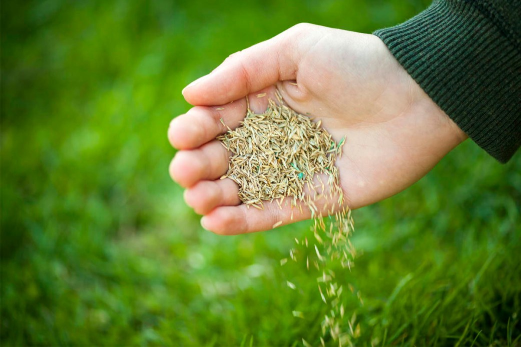 How Long Does it Take Grass to Grow? — Advice From Bob Vila
