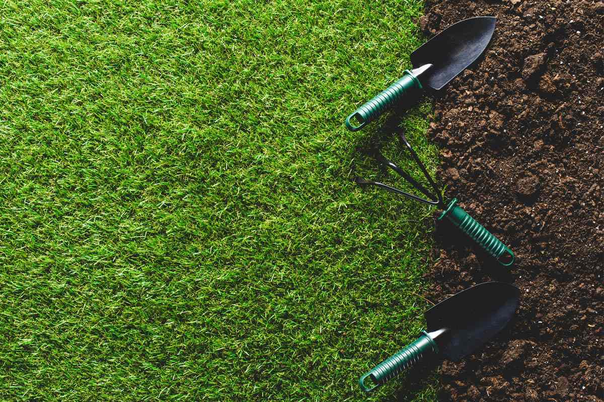 Solved! How Long Does Grass Take to Grow?