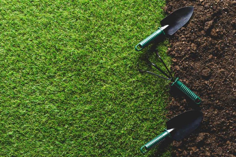 Solved! How Long Does Grass Take to Grow?
