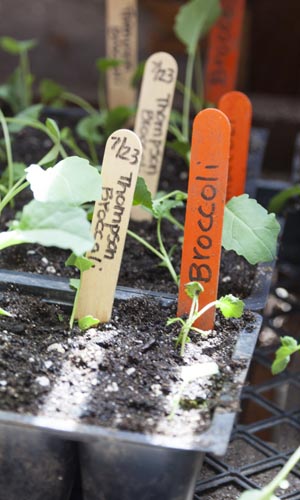 Indoor Gardening: Choosing Containers for Plants