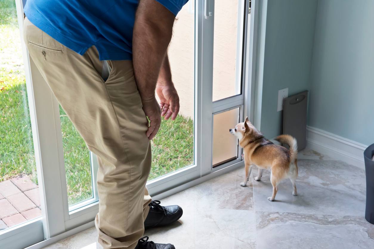 Installing a Pet Door: Pet May Need Encouragement