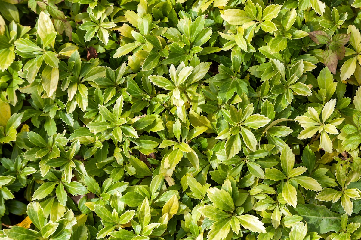 Light green Japanese Spurge in a sunny spot. 