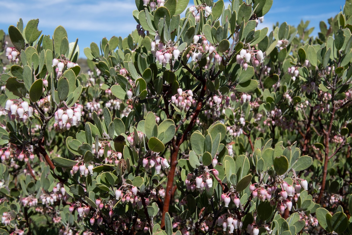 Wile Manzanita plants with pink blossoms.