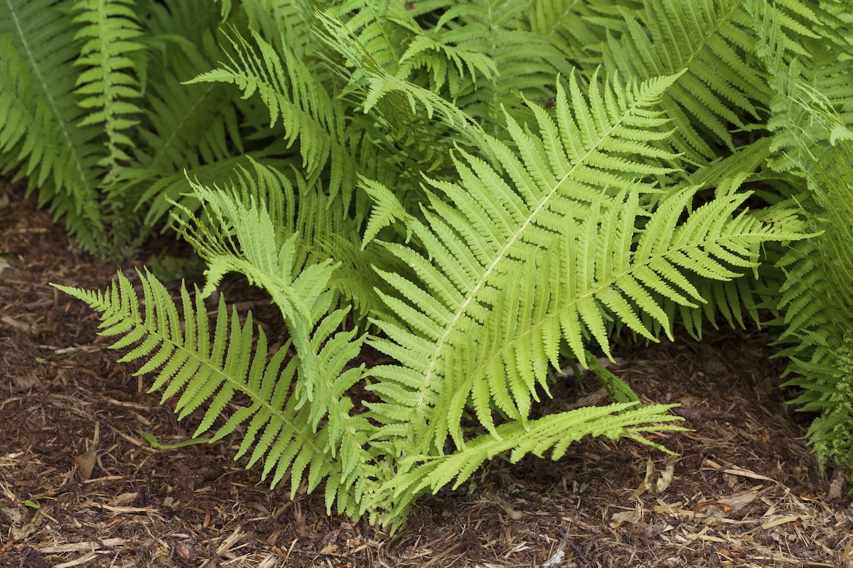 A single Ostrich Fern planted in front of several other Ostrich Ferns.