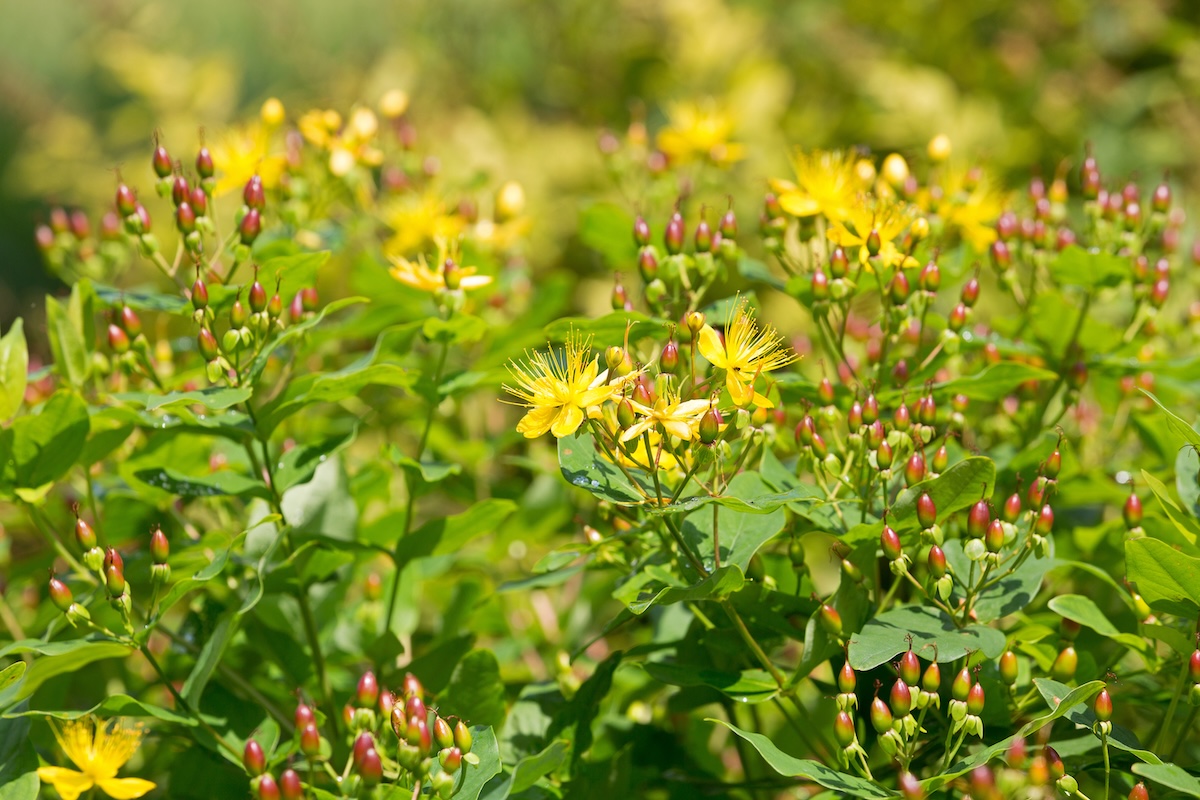 Yellow blooms of a Shrubby St. John’s Wort on a sunny day.