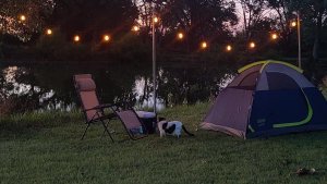Outdoor String Lights hung from wood posts behind a tent and camping chair