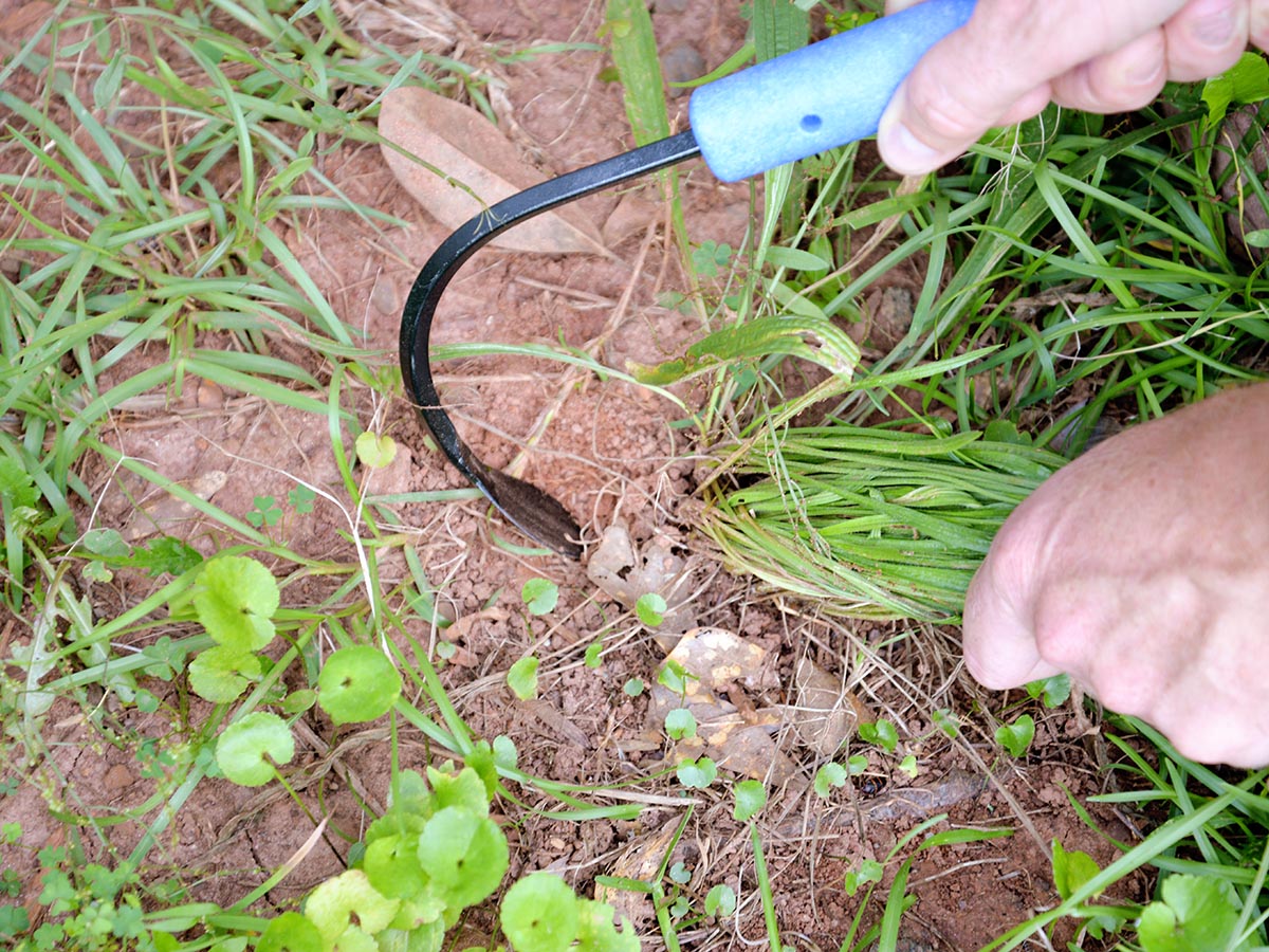 The Best Weeding Tools Options