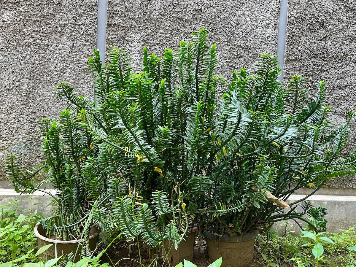 A Creeping Plum Yew in a pot that sits on a brick patio. 