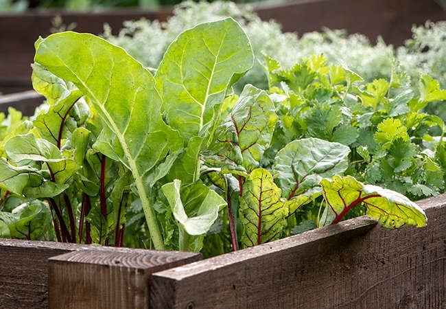 The 12-Inch Farm: 12 Foods You Can Easily Grow in Containers