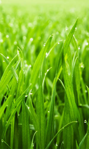 How Long Does it Take to Grow Grass: Cool-season VS Warm-season Grasses