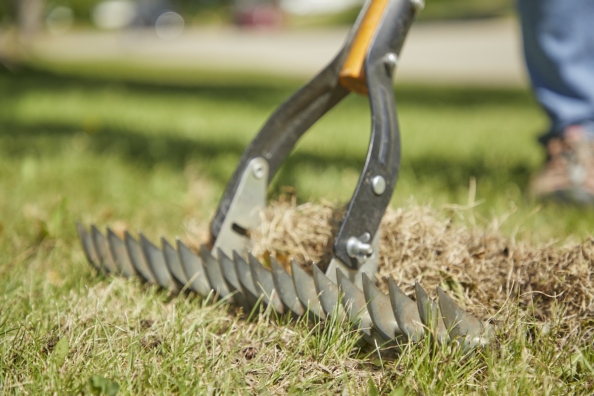 Close up view of person with dethatching rake raking the grass.