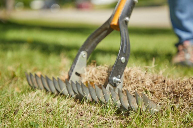 Close up view of person with dethatching rake raking the grass.