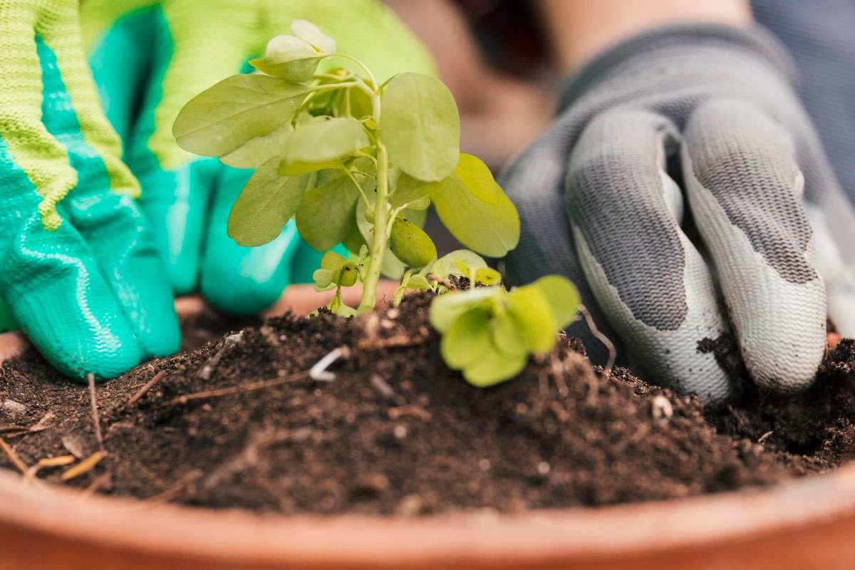 How to Use Compost When Planting in Pot