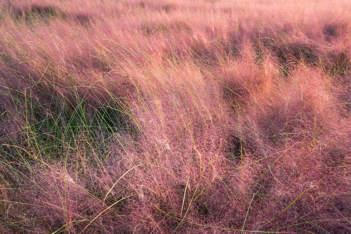 Bright pink Muhly Grass in a large patch of garden.
