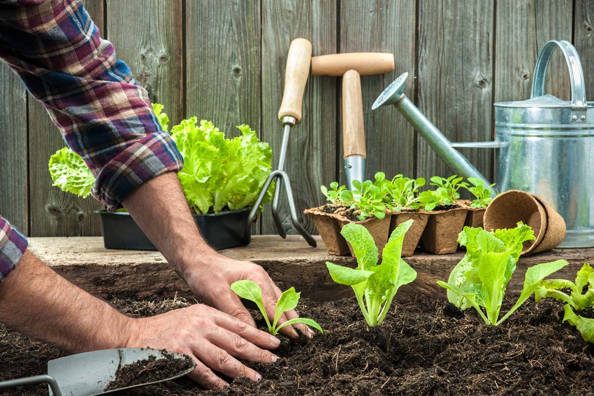 Planting a Victory Garden