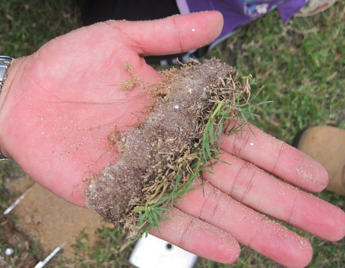 Person holding piece of lawn thatch.