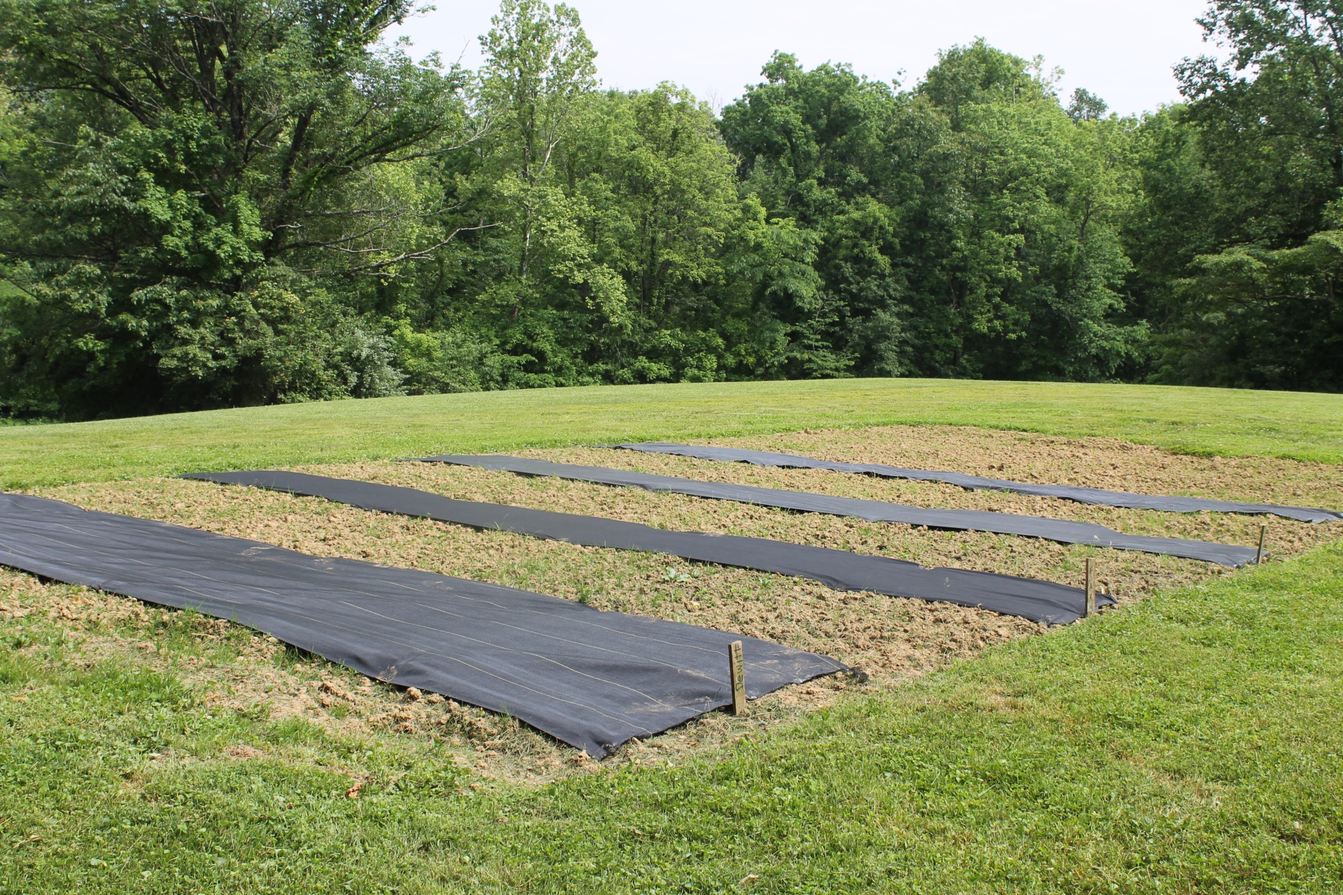 Best Landscape Fabris in use in a garden
