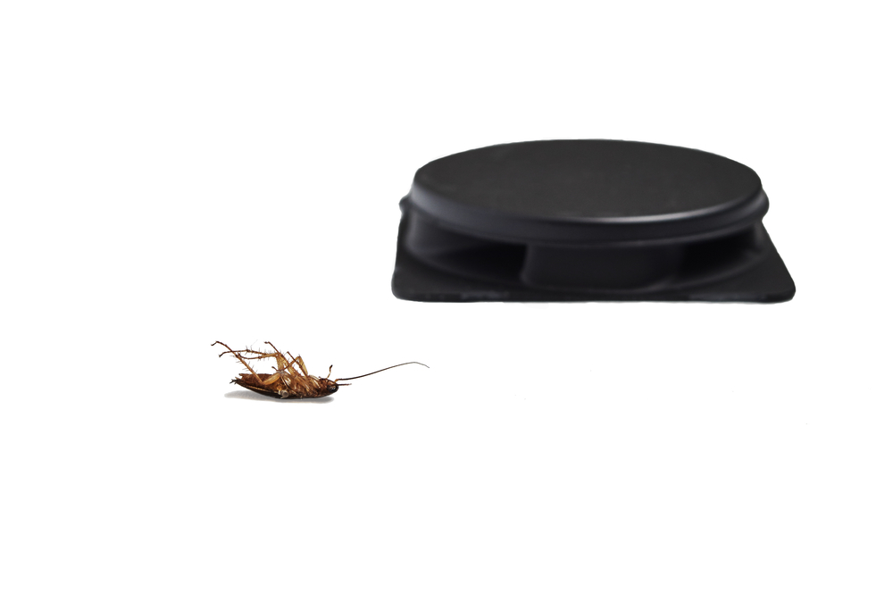 A dead roach on its back next to the best roach killer option.