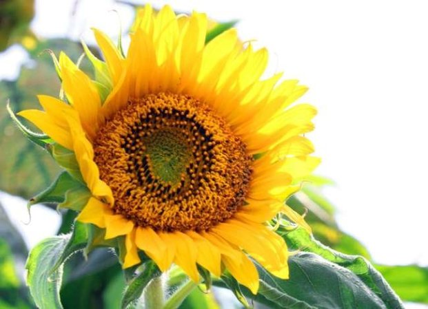 These 10 Flowering Plants Boast the Biggest Blooms