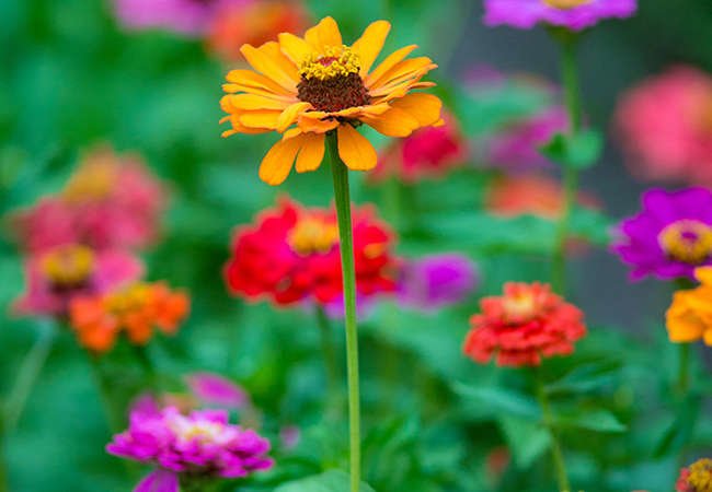 The 15 Best Flowers for Rookie Gardeners