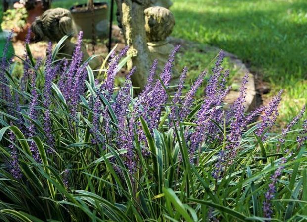 50 Plants That Thrive in Any Yard
