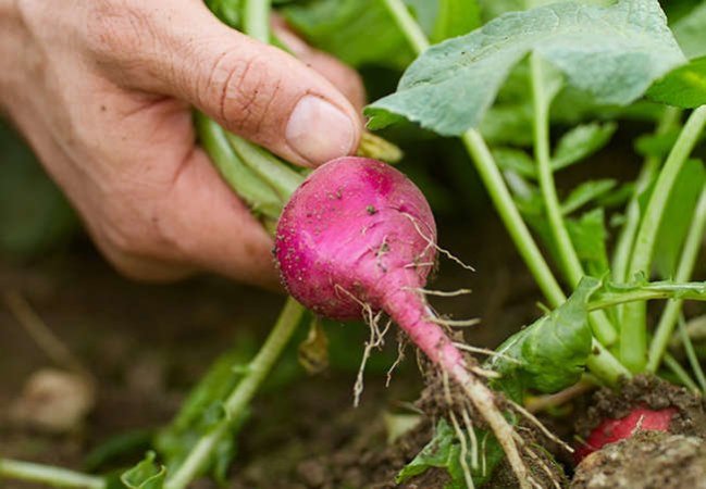 12 Little-Known Tricks to Make This Year’s Vegetable Garden a Success