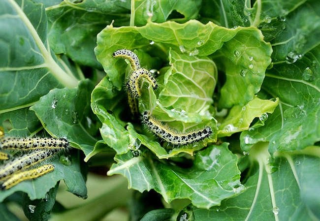 9 Signs You Have a Pest Problem in the Garden