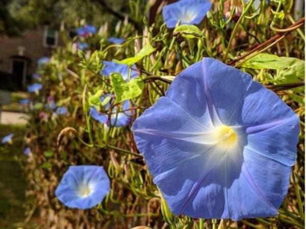 13 Plants You Never Knew Were Weeds