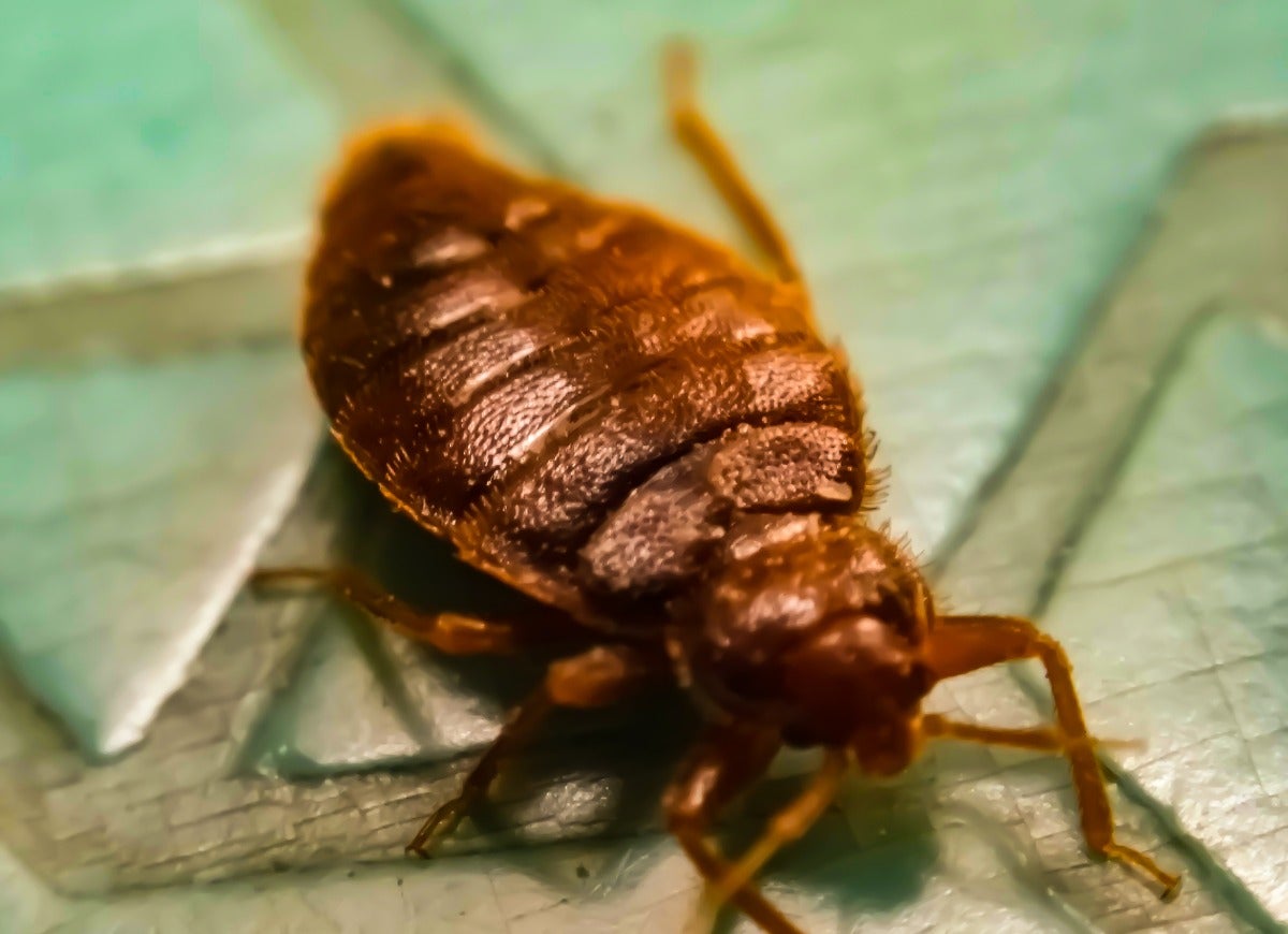 Beware of These 14 Pests That Only Come Out at Night - Bob Vila