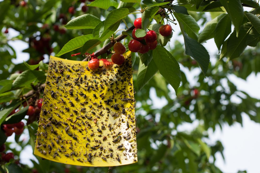 The best fly trap option hangs from a tree while full of caught bugs