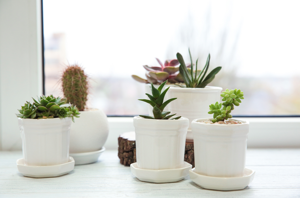 Best Pots For Succulents