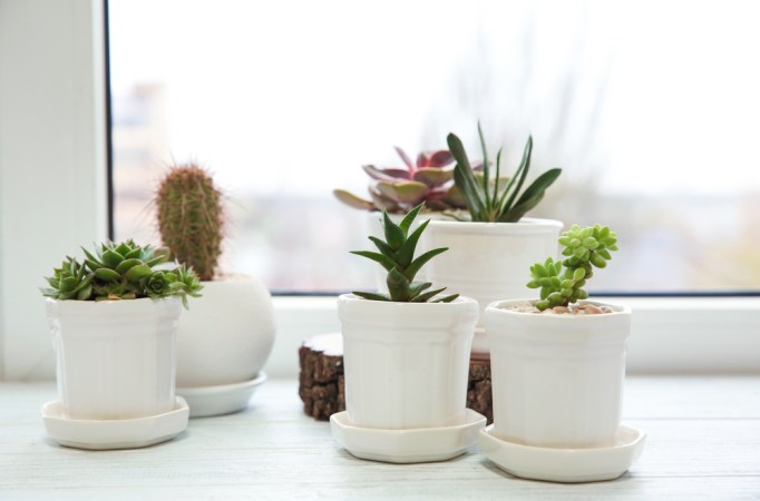 The Best Pots for Succulents