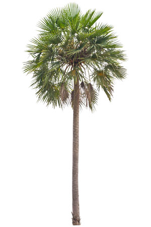 Types of Palm Trees: Caranday palm (Copernicia alba)