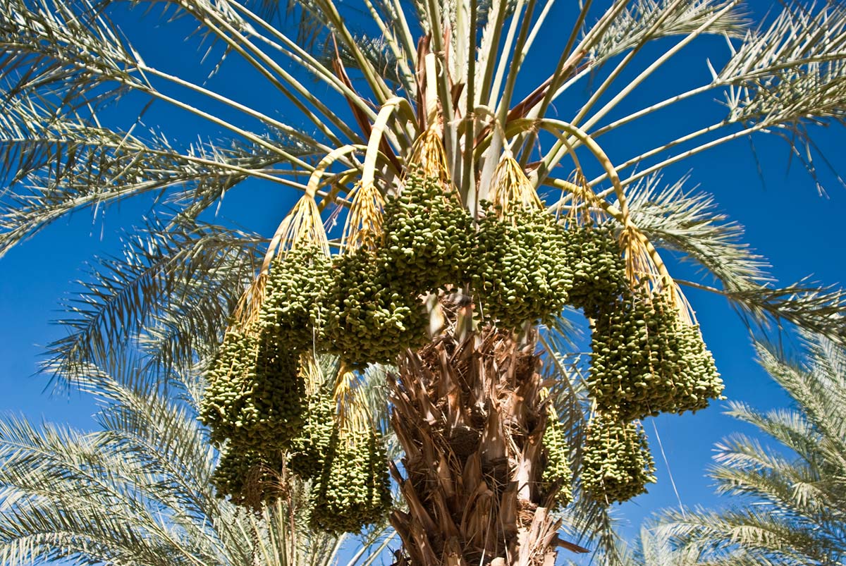 Types of Palm Trees: Date Palms (Phoenix spp.)