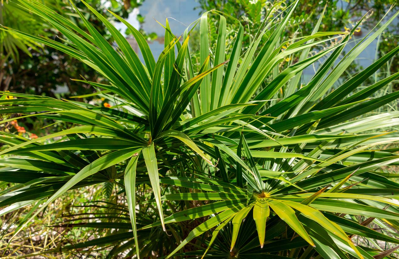 Types of Palm Trees: Florida Thatch Palm (Thrinax radiata)
