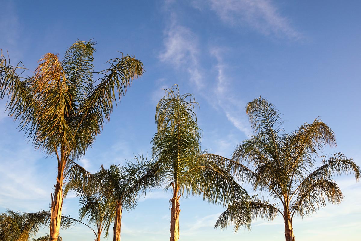Types of Palm Trees: Foxtail Palm (Wodyetia bifurcata)