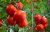 Ripe red tomatoes hanging on a tomato plant.