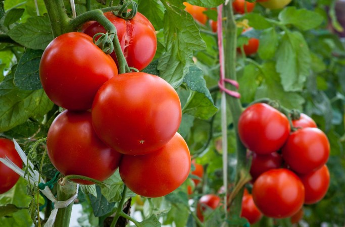 Top Tips for Growing Tomatoes