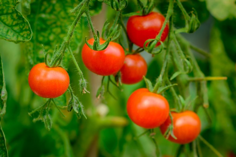 Ripe red tomatoes growing on a vine