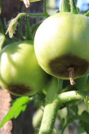 Tomato Plant Problems: Blossom End Rot