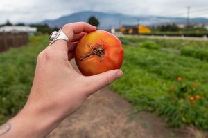 Person holding tomato with cracks in their hand.