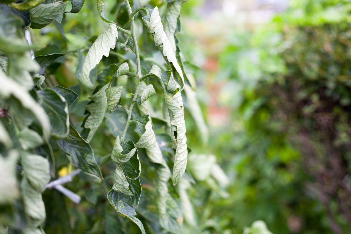 Tomato Plant with leaf roll.