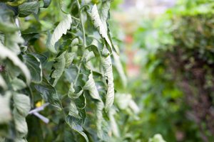 Tomato Plant with leaf roll.